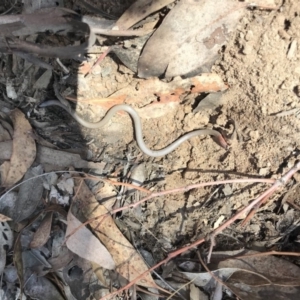 Aprasia parapulchella at Acton, ACT - suppressed