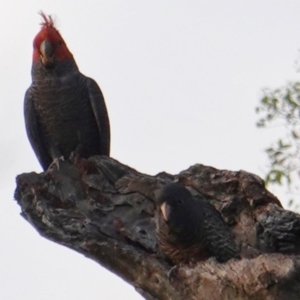 Callocephalon fimbriatum at Deakin, ACT - 12 Jan 2019