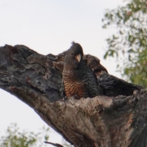 Callocephalon fimbriatum at Deakin, ACT - 12 Jan 2019