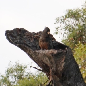 Callocephalon fimbriatum at Deakin, ACT - 12 Jan 2019