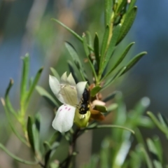 Meroglossa itamuca (A Masked Bee) at Greenleigh, NSW - 13 Jan 2019 by LyndalT