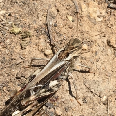 Gastrimargus musicus (Yellow-winged Locust or Grasshopper) at Deakin, ACT - 13 Jan 2019 by KL