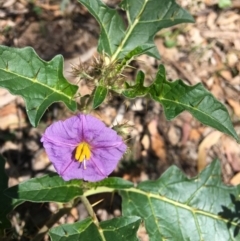 Solanum cinereum (Narrawa Burr) at Hughes, ACT - 13 Jan 2019 by KL