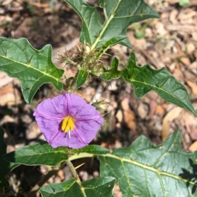 Solanum cinereum (Narrawa Burr) at Red Hill Nature Reserve - 13 Jan 2019 by KL