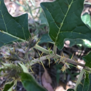 Solanum cinereum at Hughes, ACT - 13 Jan 2019