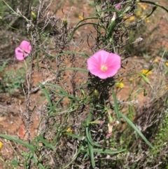 Convolvulus angustissimus subsp. angustissimus (Australian Bindweed) at Red Hill Nature Reserve - 13 Jan 2019 by KL