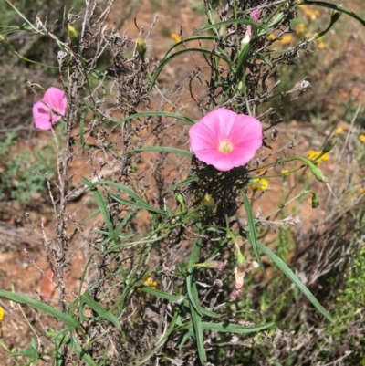 Convolvulus angustissimus subsp. angustissimus (Australian Bindweed) at Red Hill Nature Reserve - 13 Jan 2019 by KL