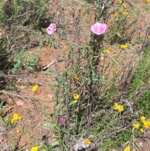 Convolvulus angustissimus subsp. angustissimus at Deakin, ACT - 13 Jan 2019