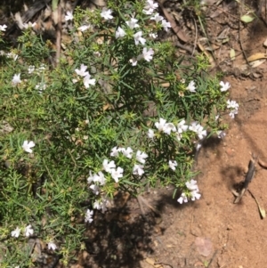 Westringia eremicola at Deakin, ACT - 13 Jan 2019