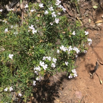 Westringia eremicola (Slender Western Rosemary) at Hughes Grassy Woodland - 13 Jan 2019 by KL