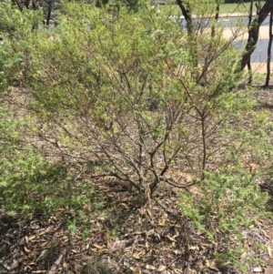 Westringia eremicola at Deakin, ACT - 13 Jan 2019