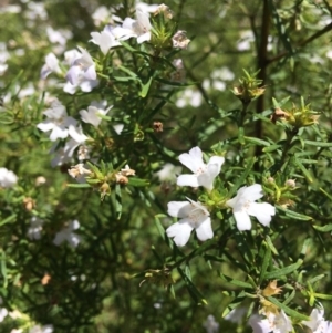 Westringia eremicola at Deakin, ACT - 13 Jan 2019 11:18 AM