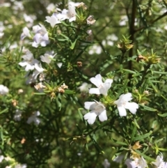 Westringia eremicola at Deakin, ACT - 13 Jan 2019