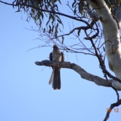 Eudynamys orientalis (Pacific Koel) at Deakin, ACT - 26 Dec 2018 by TomT