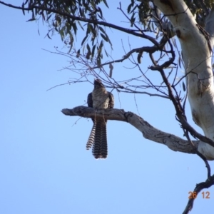 Eudynamys orientalis at Deakin, ACT - 26 Dec 2018 07:38 AM