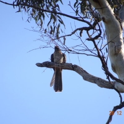 Eudynamys orientalis (Pacific Koel) at Deakin, ACT - 25 Dec 2018 by TomT