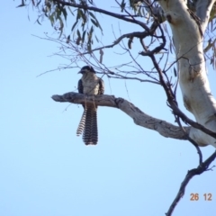 Eudynamys orientalis at Deakin, ACT - 26 Dec 2018 07:38 AM