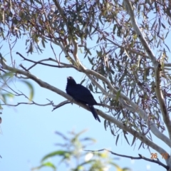 Eudynamys orientalis at Deakin, ACT - 26 Dec 2018 07:38 AM