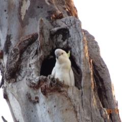 Cacatua galerita (Sulphur-crested Cockatoo) at Deakin, ACT - 3 Jan 2019 by TomT