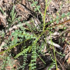 Indigofera adesmiifolia (Tick Indigo) at Red Hill Nature Reserve - 13 Jan 2019 by KL