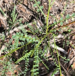Indigofera adesmiifolia at Deakin, ACT - 13 Jan 2019