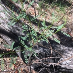 Indigofera adesmiifolia at Deakin, ACT - 13 Jan 2019