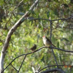 Neochmia temporalis (Red-browed Finch) at Red Hill Nature Reserve - 9 Jan 2019 by TomT