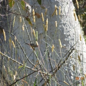 Neochmia temporalis at Deakin, ACT - 9 Jan 2019