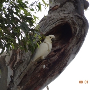 Cacatua galerita at Red Hill, ACT - 8 Jan 2019