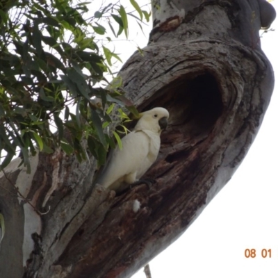 Cacatua galerita (Sulphur-crested Cockatoo) at Red Hill Nature Reserve - 8 Jan 2019 by TomT