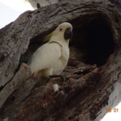 Cacatua galerita at Red Hill, ACT - 8 Jan 2019