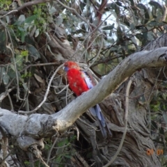 Platycercus elegans (Crimson Rosella) at Hughes, ACT - 7 Jan 2019 by TomT