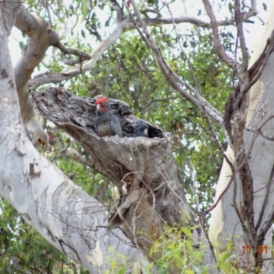 Callocephalon fimbriatum (Gang-gang Cockatoo) at Deakin, ACT - 10 Jan 2019 by TomT