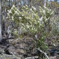 Olearia phlogopappa subsp. continentalis (Alpine Daisy Bush) at Bolaro, NSW - 15 Nov 2016 by DavidMcKay