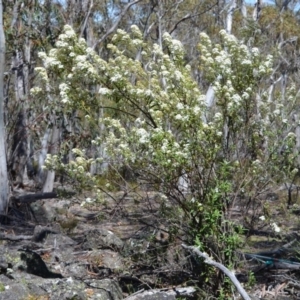 Olearia phlogopappa subsp. continentalis at Bolaro, NSW - 15 Nov 2016