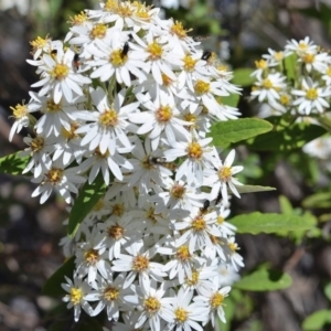 Olearia phlogopappa subsp. continentalis at Bolaro, NSW - 15 Nov 2016 11:46 AM