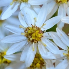 Olearia phlogopappa subsp. continentalis at Bolaro, NSW - 15 Nov 2016 11:46 AM