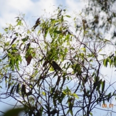 Zosterops lateralis (Silvereye) at Red Hill Nature Reserve - 9 Jan 2019 by TomT