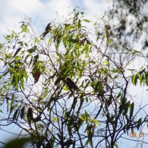 Zosterops lateralis at Undefined, ACT - 9 Jan 2019 05:47 PM