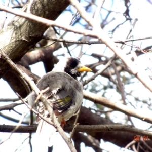 Manorina melanocephala at Deakin, ACT - 6 Jan 2019 09:55 AM