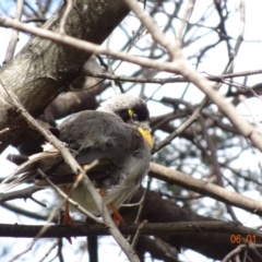 Manorina melanocephala at Deakin, ACT - 6 Jan 2019 09:55 AM