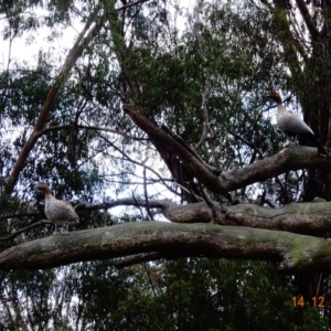 Chenonetta jubata at Hughes, ACT - 14 Dec 2018 07:02 AM