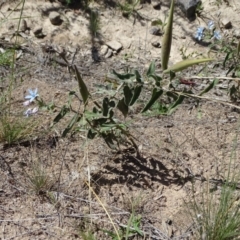 Oxypetalum coeruleum (Tweedia or Southern Star) at Isaacs Ridge - 13 Jan 2019 by Mike