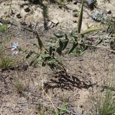 Oxypetalum coeruleum (Tweedia or Southern Star) at Isaacs Ridge - 13 Jan 2019 by Mike