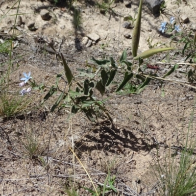 Oxypetalum coeruleum (Tweedia or Southern Star) at Isaacs, ACT - 12 Jan 2019 by Mike