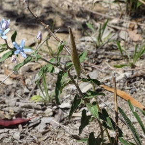 Oxypetalum coeruleum at Isaacs Ridge - 13 Jan 2019