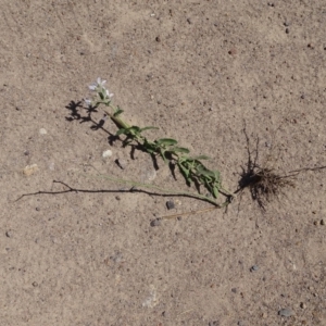 Oxypetalum coeruleum at Isaacs Ridge - 13 Jan 2019