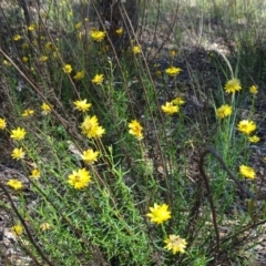 Xerochrysum viscosum (Sticky Everlasting) at Isaacs, ACT - 12 Jan 2019 by Mike