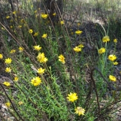 Xerochrysum viscosum (Sticky Everlasting) at Isaacs, ACT - 13 Jan 2019 by Mike