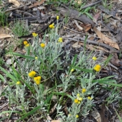 Chrysocephalum apiculatum (Common Everlasting) at Isaacs Ridge - 13 Jan 2019 by Mike